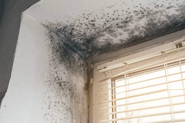 Affordable Mold Cleanup solutions in Clarksville, MD